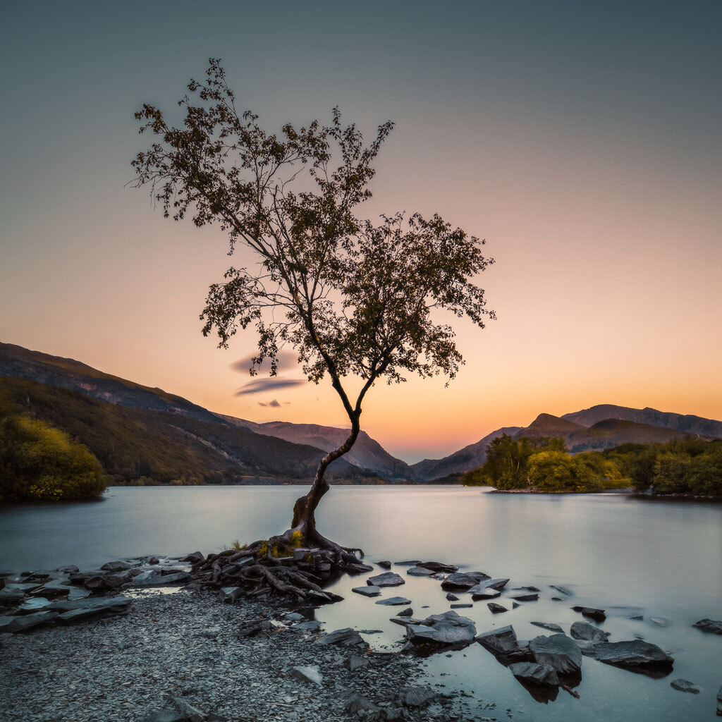 Tiger Looking Back Photograph by Abhinav Sharma | Fine Art America Tiger Looking Back Photograph by Abhinav Sharma | Fine Art America