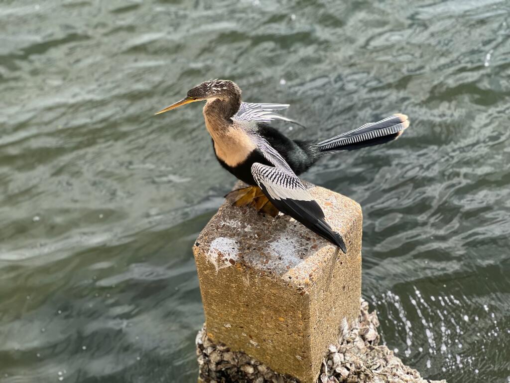 Beginner's Guide To The Spencerian Script [Tutorial] — Loveleigh Loops